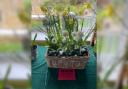 The Annual Spring Show at Ebrington Village Hall saw some bright displays from avid gardeners