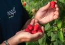 Angus Soft Fruits has been based in Evesham since 2010