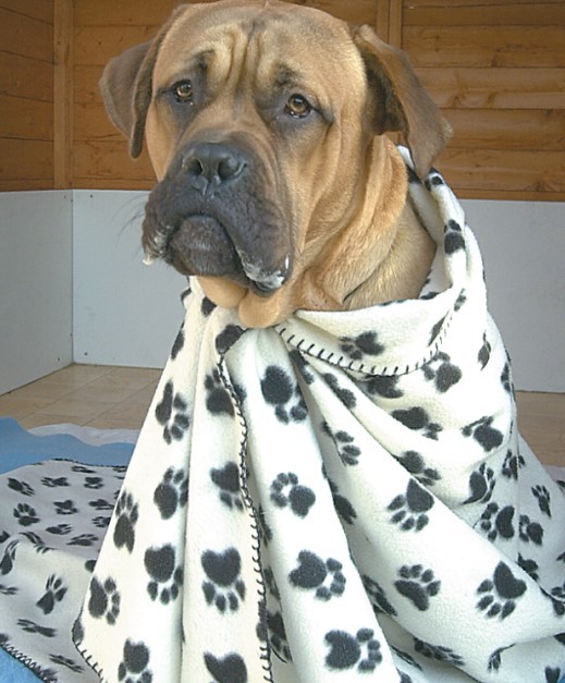 Dogs Trust resident Maximus featured in a story from October 2004 when the charity appealed for more blankets for the 150 animals in their care 