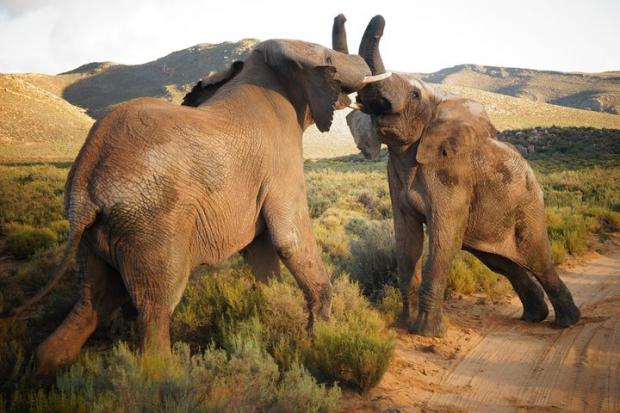 Evesham Journal: Elephants at the Big Five Safari experience. Credit: TripAdvisor