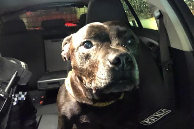 DOG: The Staffordshire Bull Terrier found by police. Picture: @OPUWorcs