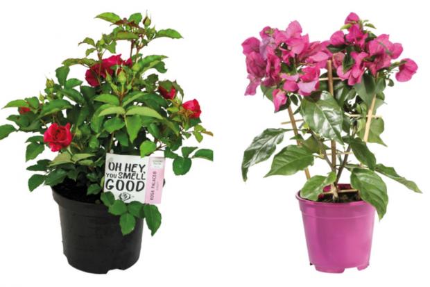 Evesham Journal: (left) Garden Rose and (right) Bougainvillea (Lidl/Canva)