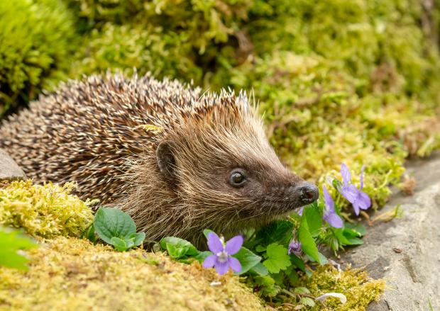 Evesham Journal: HUNT: The men claimed they were out hedgehog hunting. Photo: Getty Images
