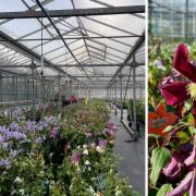Thorncroft Clematis have won 12 Chelsea Flower Show gold medals