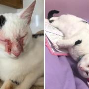 BEFORE AND AFTER: Rocky is enjoying life now having once been close to being put down for a severe eye infection