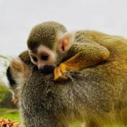 Does the adorable baby squirrel monkey look more like a Saffron or a Riva? Photo: All Things Wild Facebook