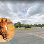 'Distressed' horses have been seen tethered on the roundabout that connects the A46 to Broadway Road