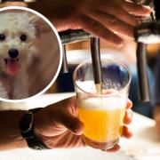 Dog-friendly pubs to visit around Evesham.