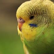 An owner is on the hunt for their 21 pet budgies which were released when Storm Eunice blew over their aviary