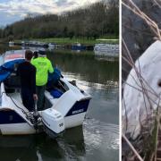 A swan with a hole in its body was recovered from the River Avon through Evesham on Sunday