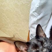James Schembri's sister, Elizabeth, with her cat Odin who was killed during a recent school run