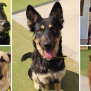 These 5 dogs with Dogs Trust Evesham are looking for their forever homes