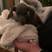 Dobby/Dilly the dachshund was found curled up in the bed of Gail Witchell's late dog which had been left out for the binmen