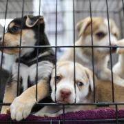 Dogs Trust has warned that people buying puppies at Christmas fuels the puppy smuggling trade