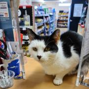 Iney Penlington has paid tribute to Mushu, the Offenham post office cat