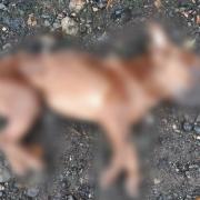 We've blurred the images of the puppies as they are quite distressing