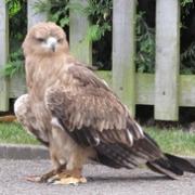 The eagle has landed: The Indian Tawny Eagle spotted in Broom