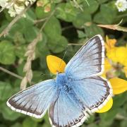 Spring is on the way at Cotswolds National Landscape. Pictured is a Chalkhill blue butterfly. Picture: Anna Field.