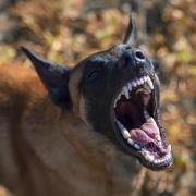 Police are investigating after a 'Belgian shepherd cross' attacked another dog. Stock image