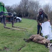 The dead sheep had to be pulled from a stream after being chase by a dog