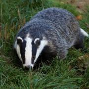 Badgers have been found in the grounds of Abbey Park School
