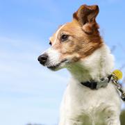 Dogs Trust Evesham wants dog owners to fill in its survey