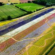 The Confetti Flower Fields are now open