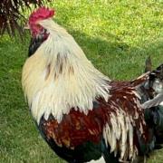 Henry the cockerel was dumped in a Pershore resident's garden