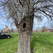 Three poplar trees are to be removed from Abbey Park