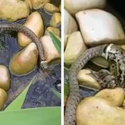 SNAKE: A snake has been filmed trying to eat a frog in a residential garden.