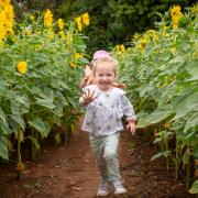 ENJOY: Sunflower fields will be open to the public next month.