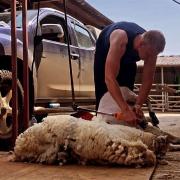 SHEEP: Ben Cottrell, chief steward, Sheep Shearing at Moreton Show 2023