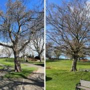Two trees in Abbey Park in Evesham will be getting the chop.