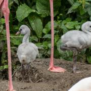 Recently hatched flamingo chicks at Birdland