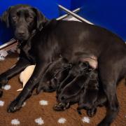 Black labrador Hali welcomed seven pups on Tuesday, January 2