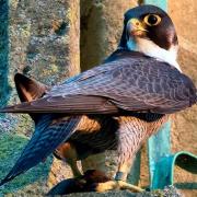 Mystery surrounds what happened to the nesting peregrines in Evesham.