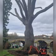 The 400-year-old Evesham oak tree is set to be removed this week.