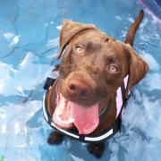 Loki the Lab cooling down in a paddling pool