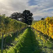 English wine week, Bredon Wine Fayre