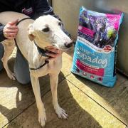 Evesham Greyhound and Lurcher Rescue was nominated to receive a share of the funds from pet food producer Burgess Pet Care