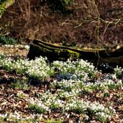Snowdrops almost in bloom