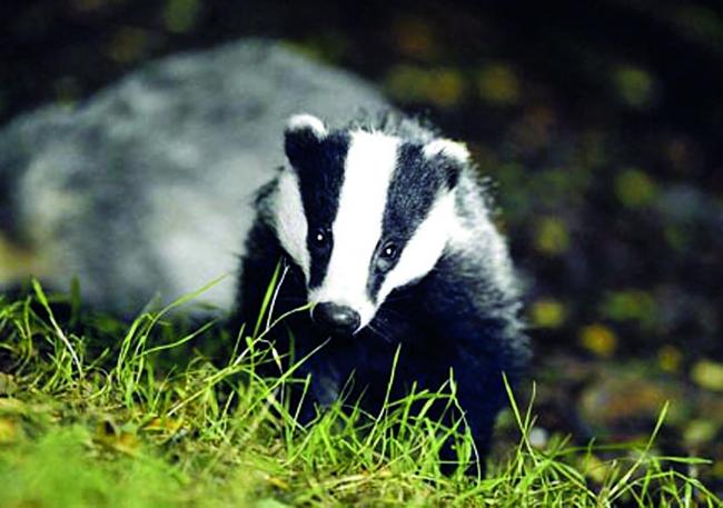 Wildlife champion rages at massed cull of badgers