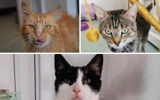These 3 cats with the RSPCA in Worcestershire need forever homes (RSPCA/Canva)