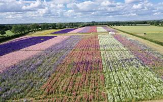 The Real Flower Petal Confetti Company's Confetti Flower Field opened today